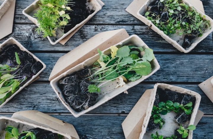show the difference between biodegradable and compostable items